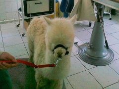 Ein seltener Patient - ein Alpaka