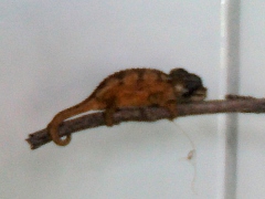 Noch ein seltener Patient - ein Cham�leon