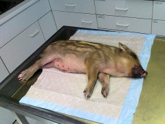 Ein Wildschwein in Narkose