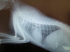 Noch ein seltener Patient - ein Cham�leon